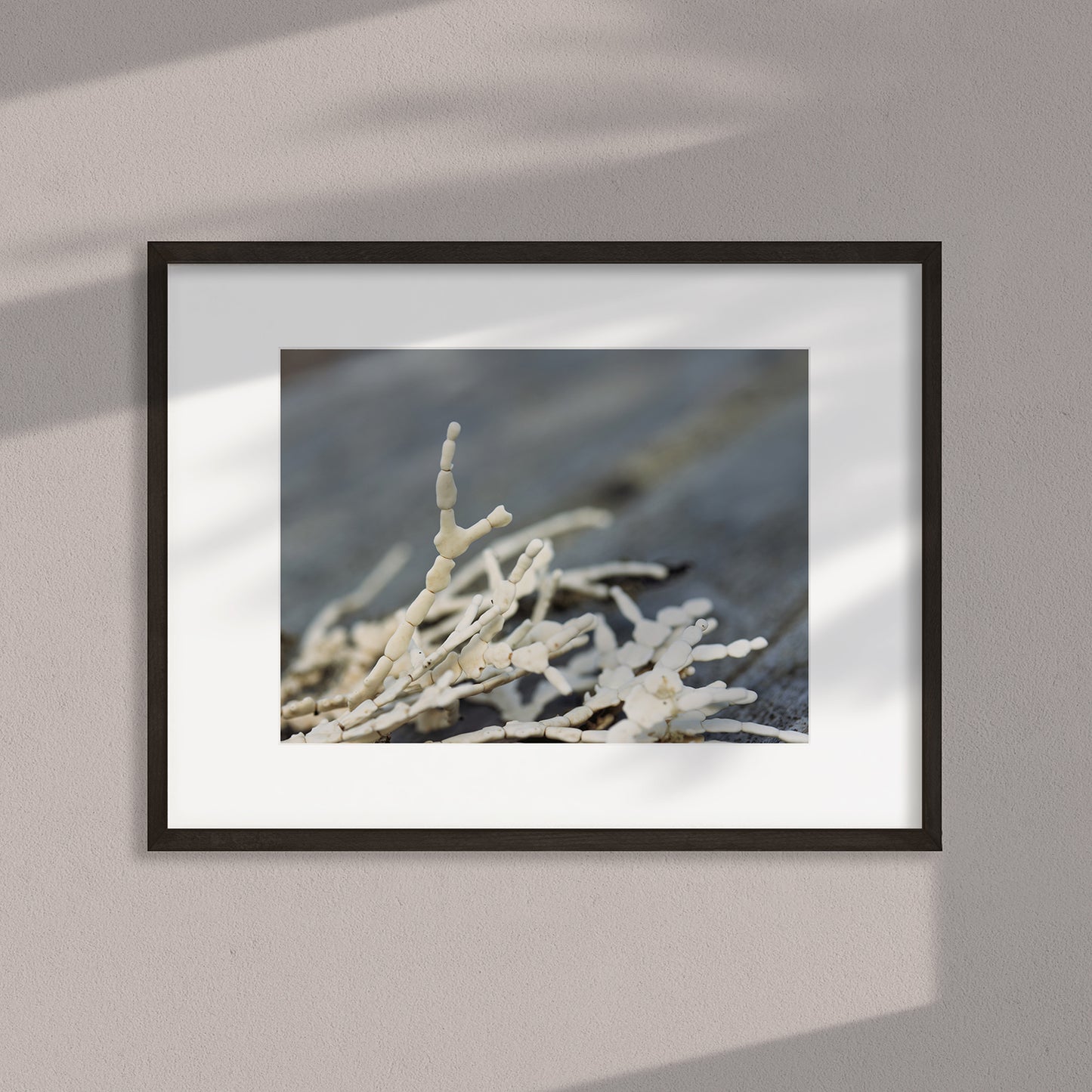 Underfoot Worlds Macro Photo #2